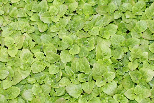 Sigue cultivando hojas verdes de lechuga listas para cosechar —  Fotos de Stock