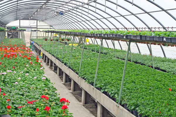 Inredning av ett växthus för odling av blommor och växter som skyddas — Stockfoto