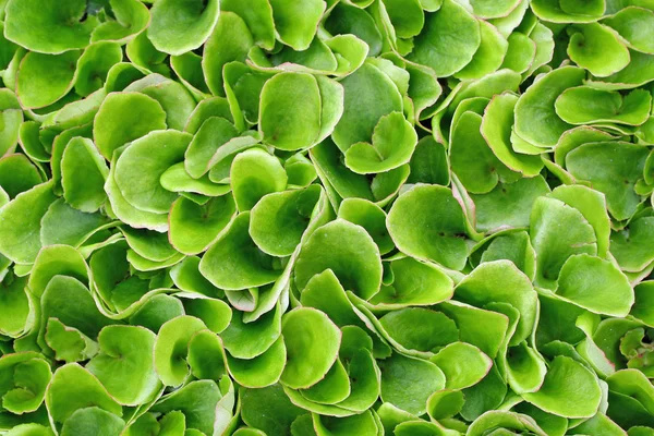 stock image Keep growing green leaves of lettuce ready to harvest