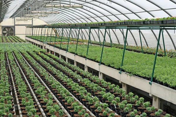 식물 재배 온실의 내부 — 스톡 사진