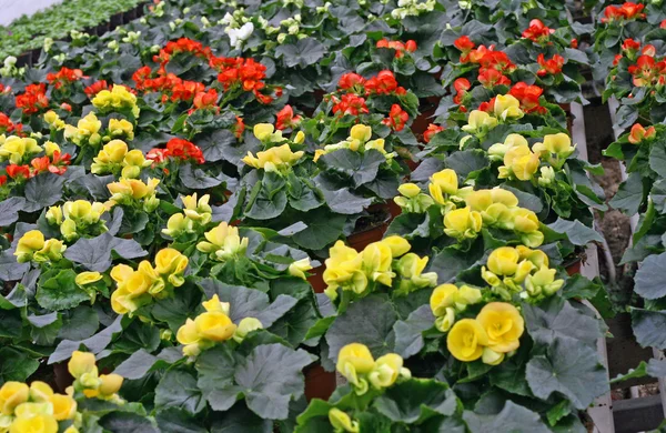Inredning av ett växthus för odling av blommor — Stockfoto