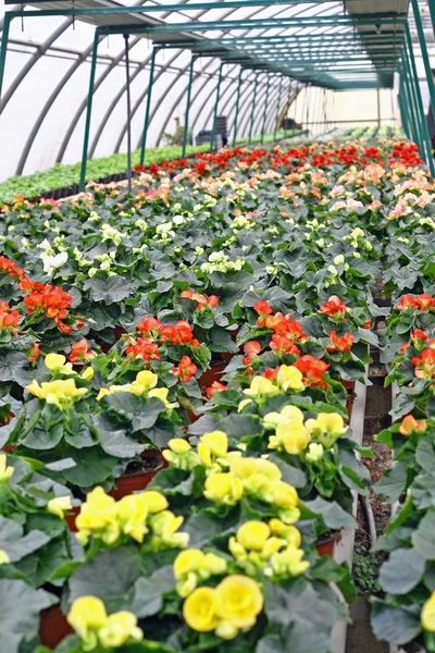 stock image Interior of a greenhouse for growing flowers