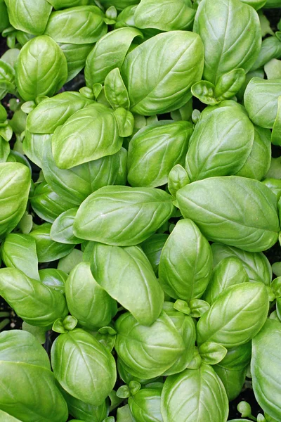 stock image Green leaves of fresh basil ready to be used in cooking