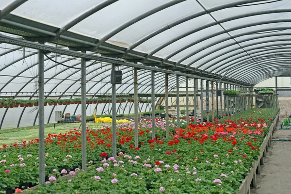 Innenraum eines Gewächshauses für den Blumenanbau — Stockfoto
