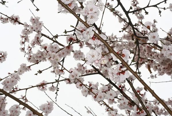 Fleurs blanches d'un abricot au printemps — Photo