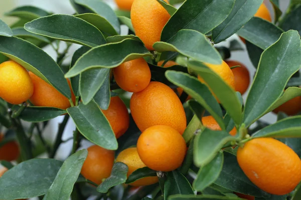Mindenféle Szicíliában üvegházhatást okozó citrusfélék termesztése — Stock Fotó