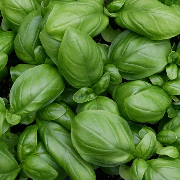 Zelené listy čerstvé bazalky, který je připraven k použití ve vaření — Stock fotografie