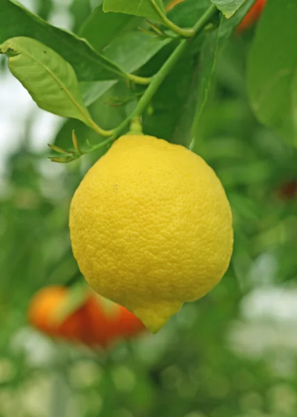 Culture du citron en Sicile en Italie — Photo