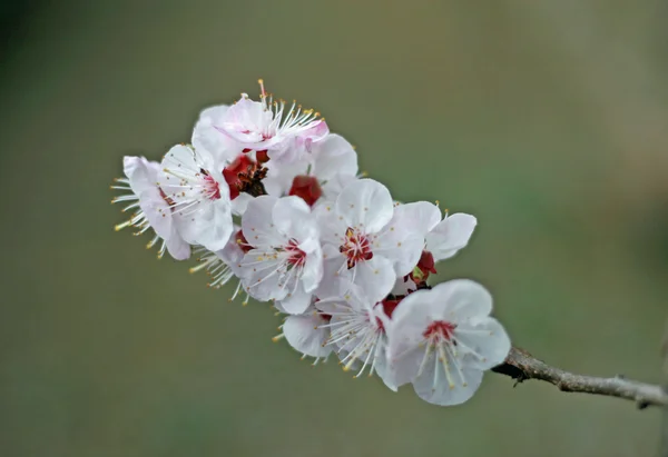 Fiori bianchi di un albero di albicocca in primavera — Foto Stock