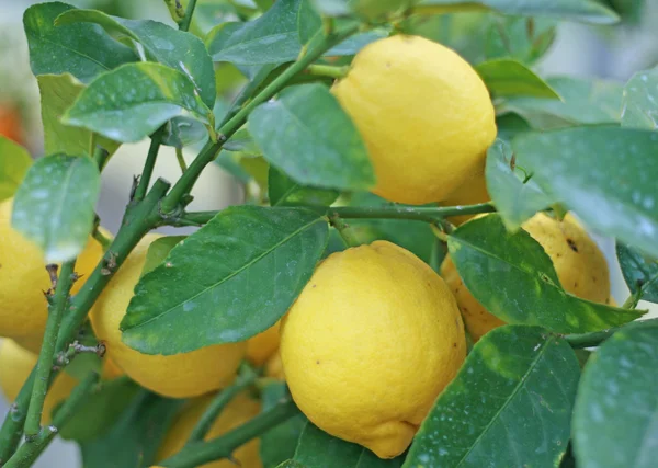 Cultivation of lemon in Sicily in Italy — Stock Photo, Image