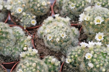 çeşitli succulents ve catcus çiçekçi den Satılık