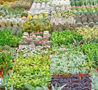 çeşitli succulents ve catcus çiçekçi den Satılık