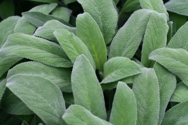 Leaves fragrant sage green ready to harvest clipart