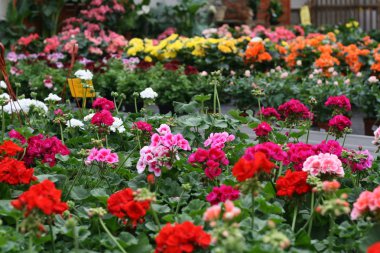 Geraniums in vases of a greenhouse in winter garden clipart