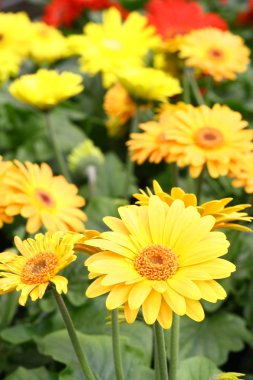 Kış Bahçesi serada vazo içinde gerbera