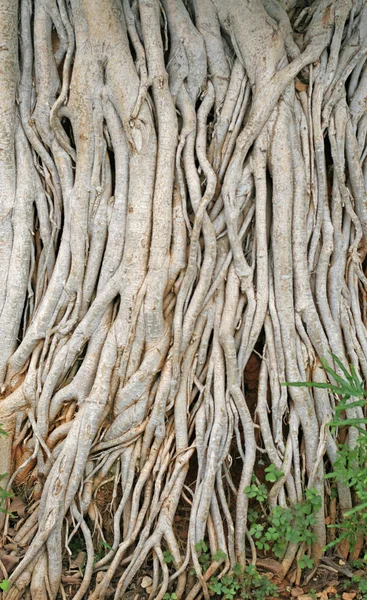 stock image Huge tree with many roots that come from the soil