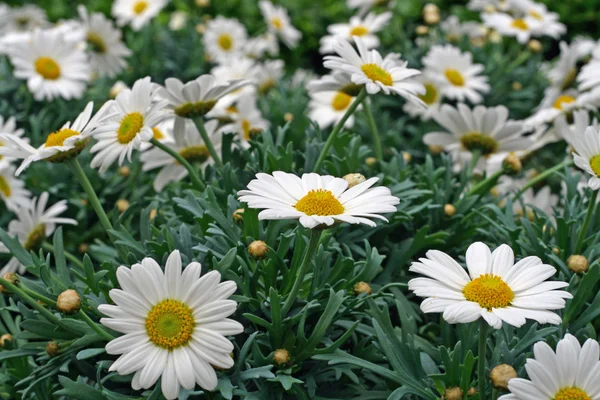 White lawn daisies in the middle of the green grass — Stock Photo, Image
