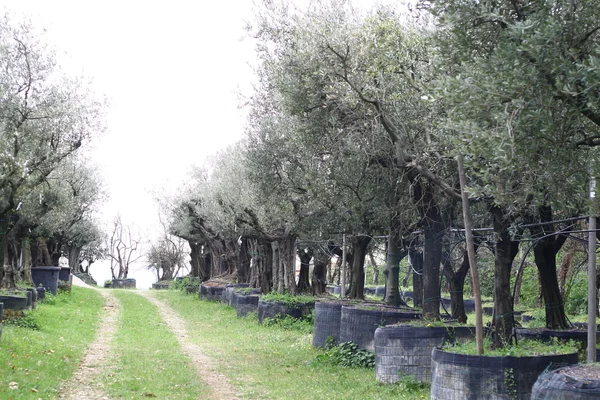 Выращивание оливковых растений в больших горшках, готовых к продаже — стоковое фото