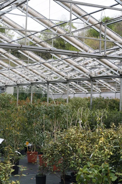 Inredning av ett växthus för odling av växter — Stockfoto