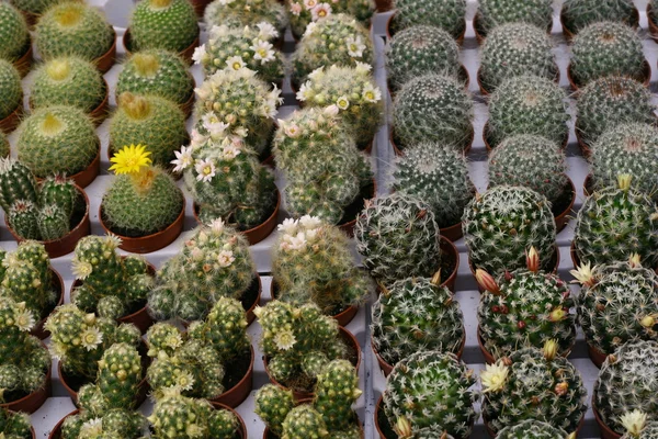 Sokféle pozsgás növények és catcus eladó a virágárus — Stock Fotó