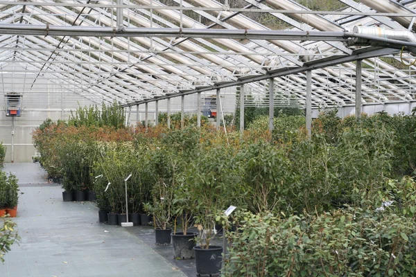 植物の成長のための温室の内部 — ストック写真