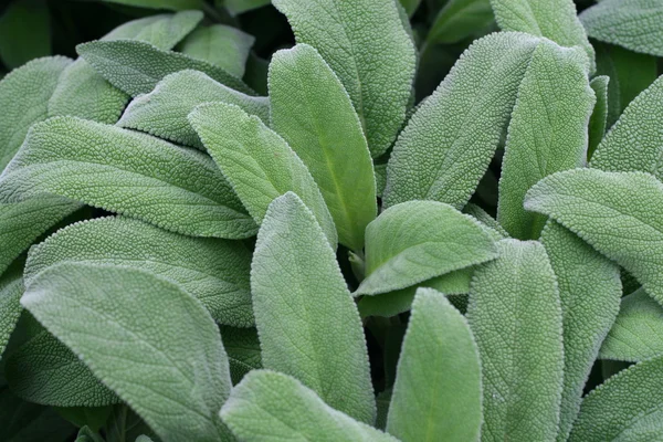 Leaves fragrant sage green ready to harvest — Stock Photo, Image