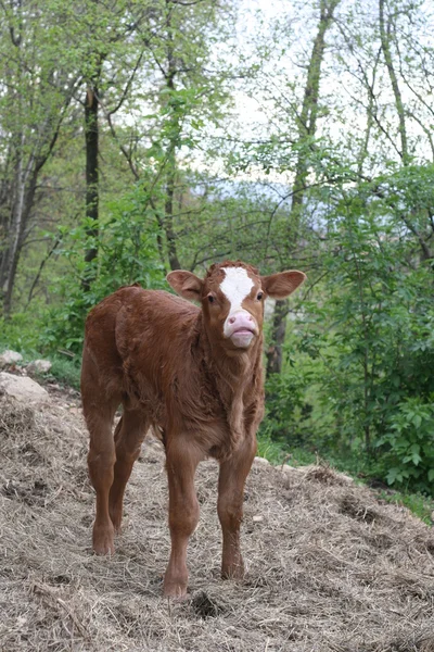 stock image Small newborn calf standing beneath the Woods