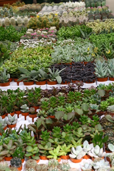 Sokféle pozsgás növények és catcus eladó a virágárus — Stock Fotó
