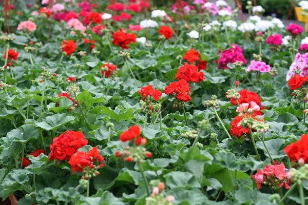 Gerbera et les fleurs dans les vases de la serre dans le jardin d'hiver — Photo
