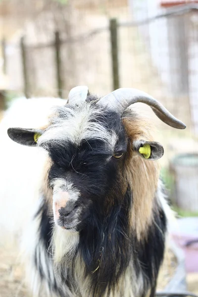 Horns of a goat head inside an enclosure of a farm — Stock Photo, Image