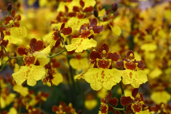 stock image Orchid just blossomed photographed up close