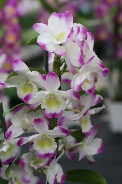 Orchid bloeide net gefotografeerde van dichtbij — Stockfoto