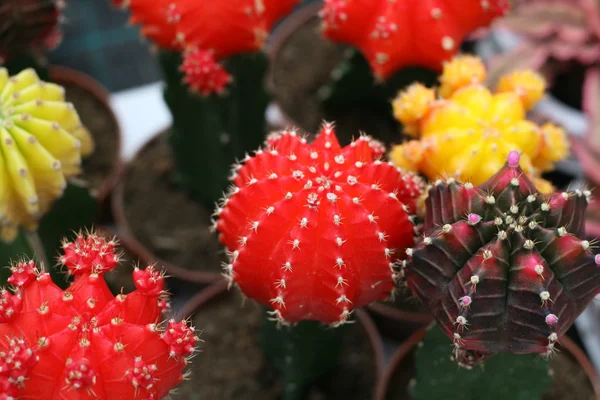 Variedade de suculentas e catcus à venda do florista — Fotografia de Stock