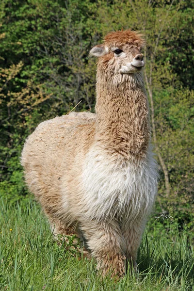 Alpaki z ciała pokryte miękkie loki wełnisty — Zdjęcie stockowe