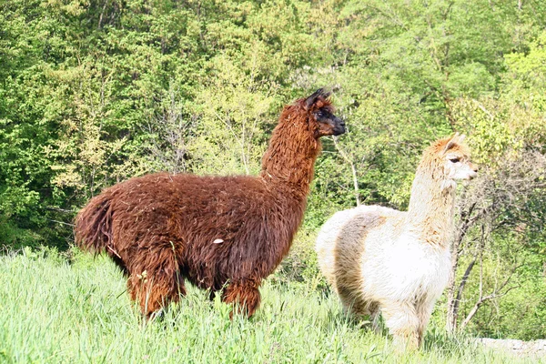 Alpaca com o corpo coberto com cachos de lã macia — Fotografia de Stock