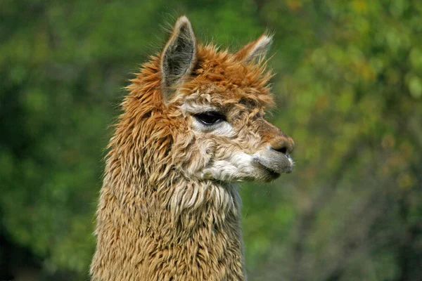 Alpaca con el cuerpo cubierto con suaves rizos lanudos —  Fotos de Stock