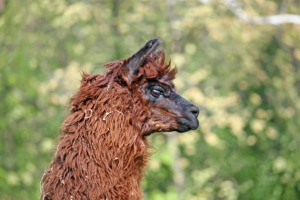 Alpaca com o corpo coberto com cachos de lã macia — Fotografia de Stock