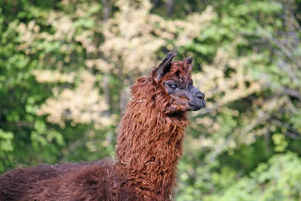 Alpaca con el cuerpo cubierto con suaves rizos lanudos —  Fotos de Stock