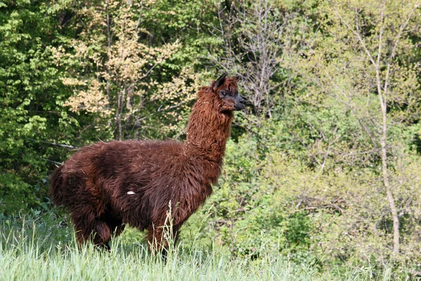 Alpaki z ciała pokryte miękkie loki wełnisty — Zdjęcie stockowe