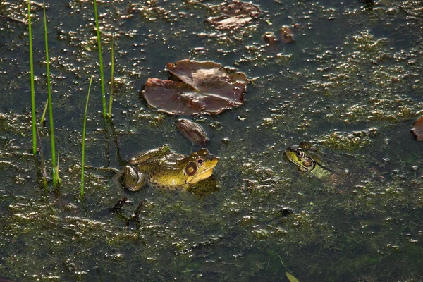 Samci a samice žába na jaře — Stock fotografie