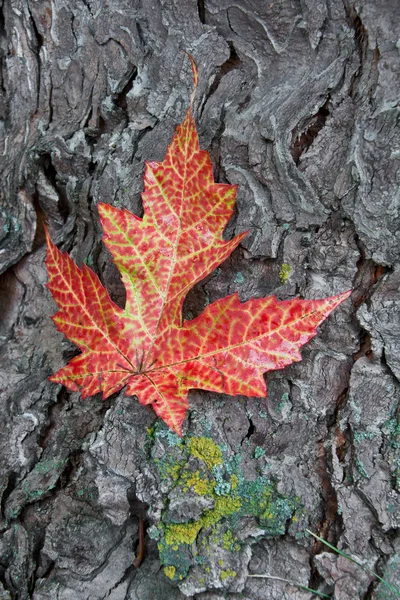 Autumn leaf on bark — Stock Photo, Image