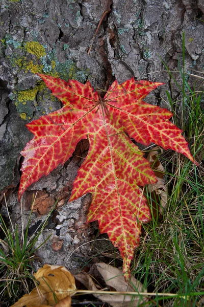 Осенний лист на коре — стоковое фото