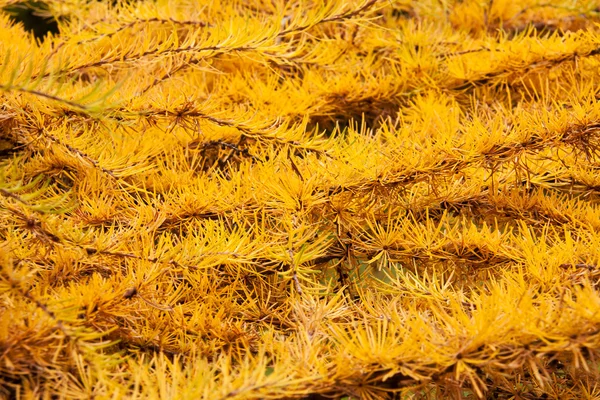 Hojas doradas de conífera Larix — Foto de Stock