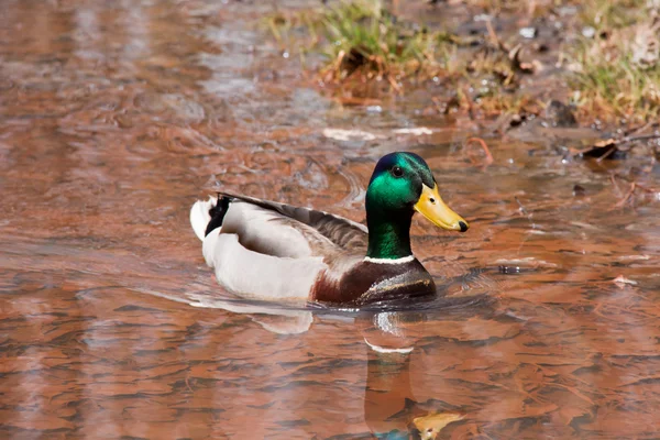 Canadian Duck — Stock Photo, Image