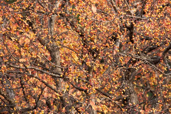 Sibirya yabani elma arka plan — Stok fotoğraf