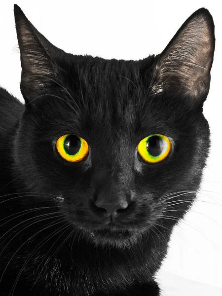 Чёрный портрет кота — стоковое фото
