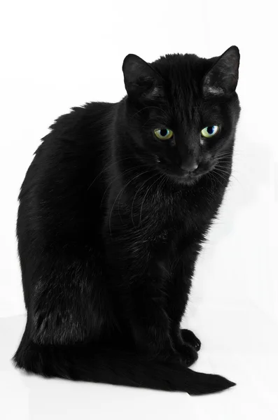 stock image Black cat portrait