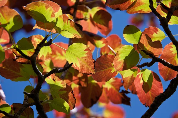 Bellissimi colori d'autunno — Foto Stock