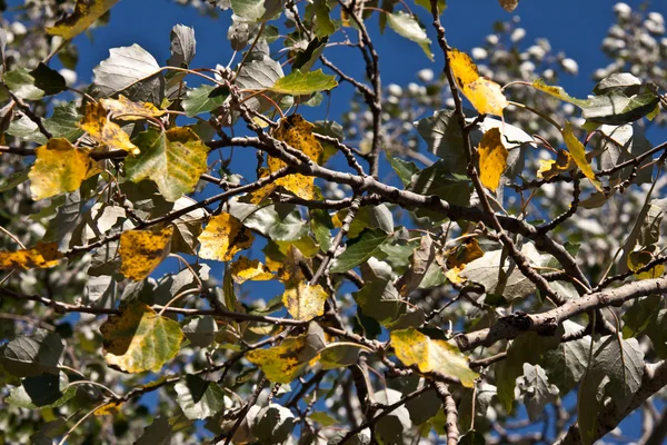 Bellissimi colori d'autunno — Foto Stock