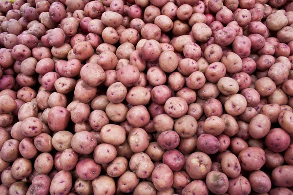Röd potatis rå bakgrund — Stockfoto